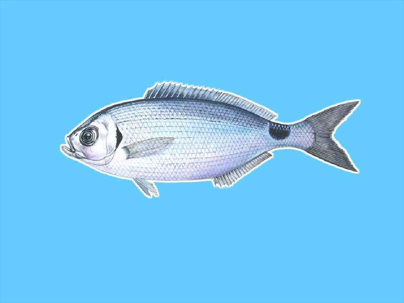 马克萨斯吊不吃食怎么回事 马克萨斯吊不吃食怎么回事
