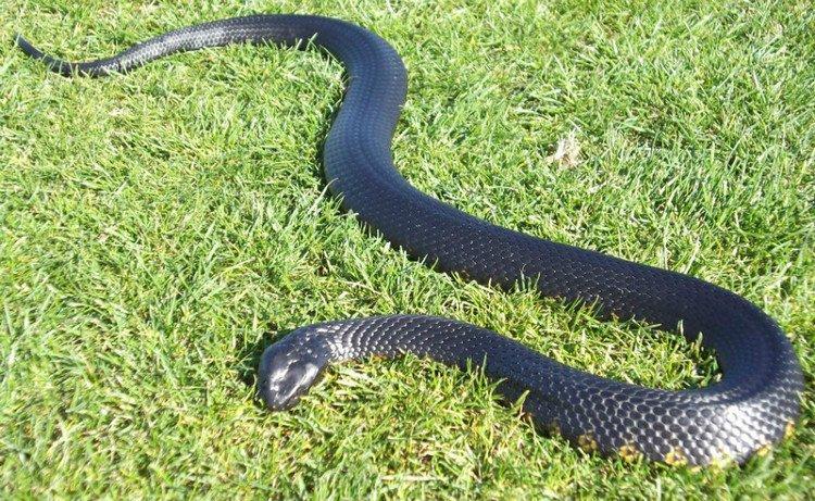 虎蛇会攻击人吗-宠物网问答