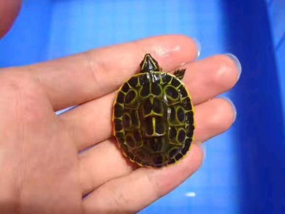 印度棱背龟腐皮怎么治