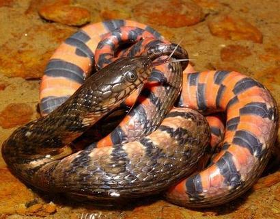 桑根蛇最大有多大