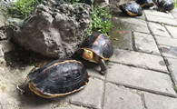 黄缘闭壳龟生病怎么处理