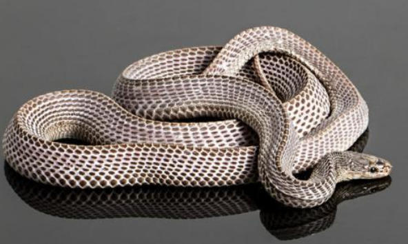 花条蛇长什么样子