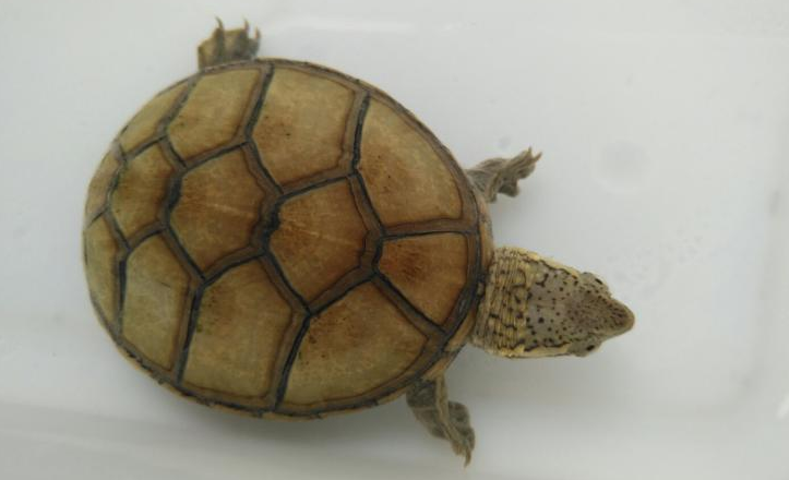 白唇泥龟认识主人吗