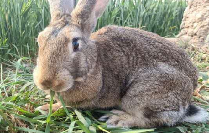 日渐稀少的厚尾岩兔,请大家珍惜