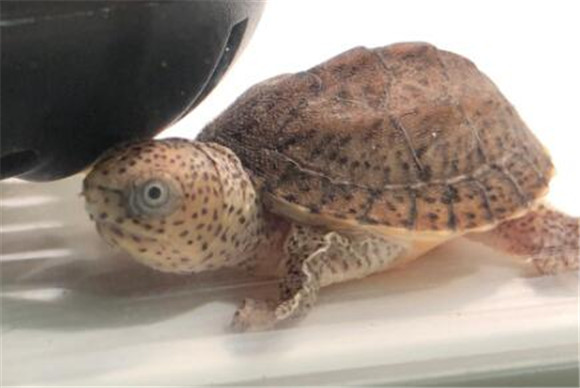 巨头麝香龟怎么分雌雄