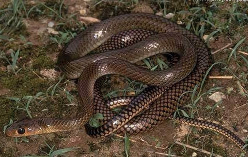 灰鼠蛇长什么样子