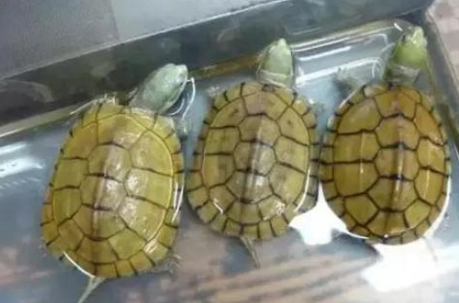 黄喉拟水龟腐皮怎么治
