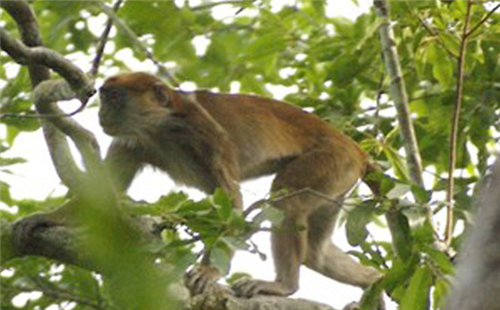 橄榄绿疣猴