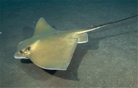 鹰状无刺鲼一条多少钱