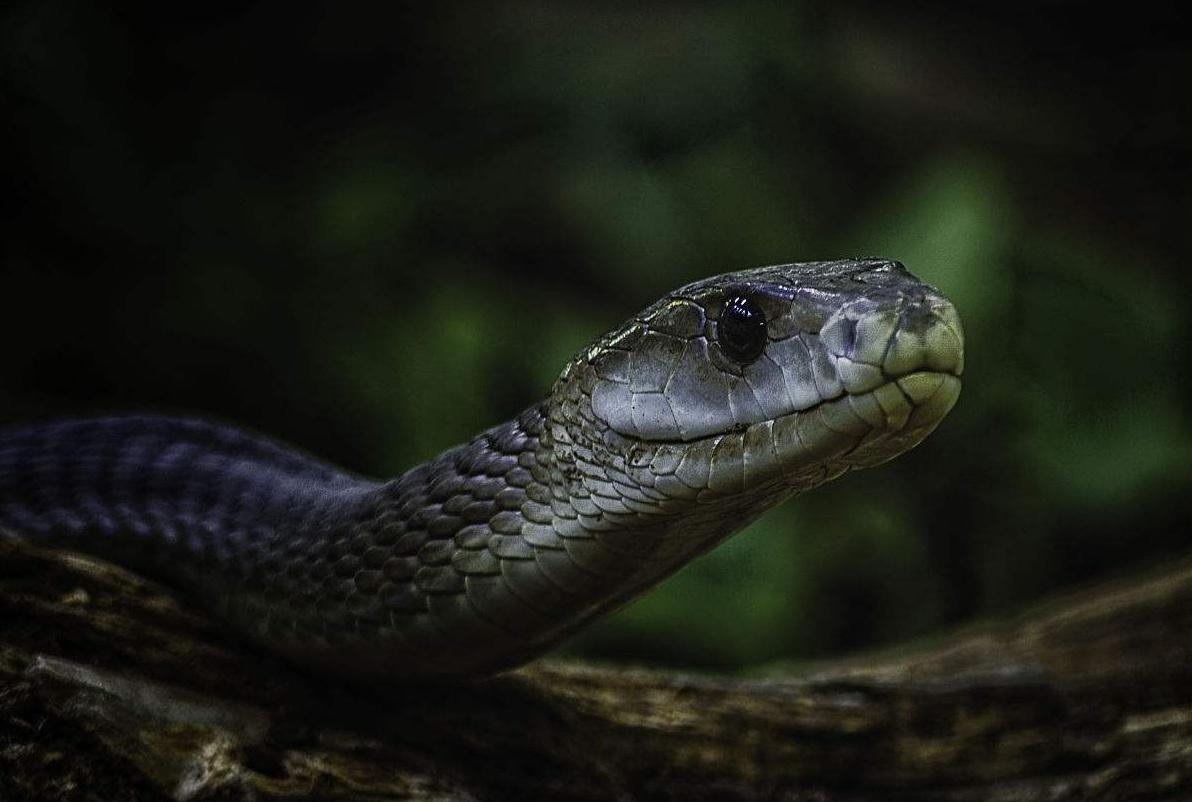黑曼巴蛇是保护动物吗
