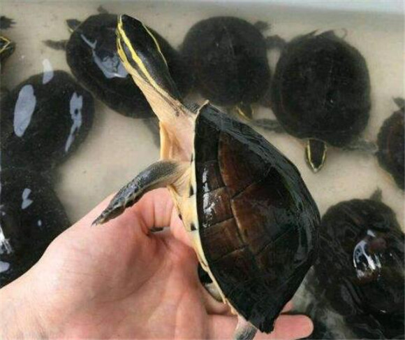 马来闭壳龟多少钱一只 马来闭壳龟多少钱一只