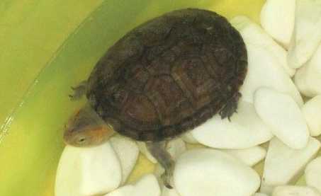 阿拉莫泥龟雌雄如何辨别