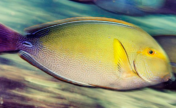 黄鳍吊吃什么最好