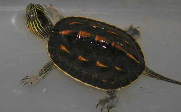 中华花龟多少钱一只 中华花龟多少钱一只