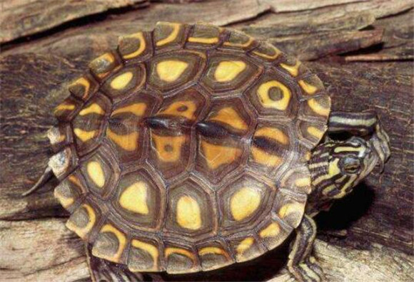 黄斑地图龟怎么分雌雄