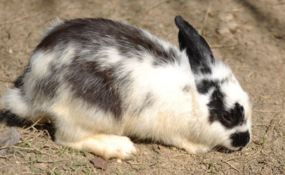 快来养一只颜值与友善并存的英种斑点兔!