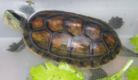 中华草龟认识主人吗-宠物网问答