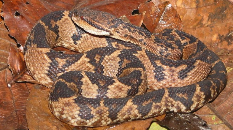 在眼后到口角有黑色带,其上缘有一黄白色细纹,体背交互排列有黑褐圆斑