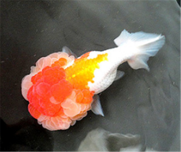 武汉猫狮能长大吗