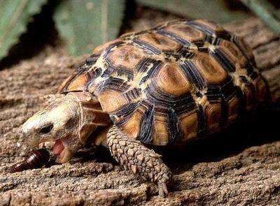 洛帕蒂折背陆龟吃什么