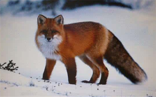 红褐色赤狐·046