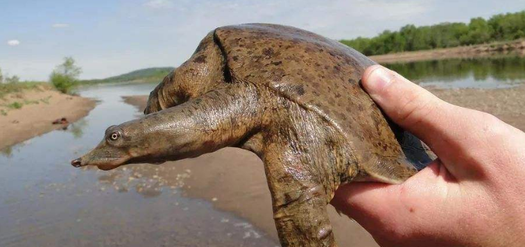 三,看腹甲:雄鳖腹甲后端凹处较深,雌鳌则较浅.