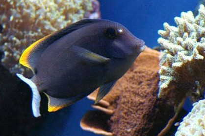 洛氏角吊水温多少合适