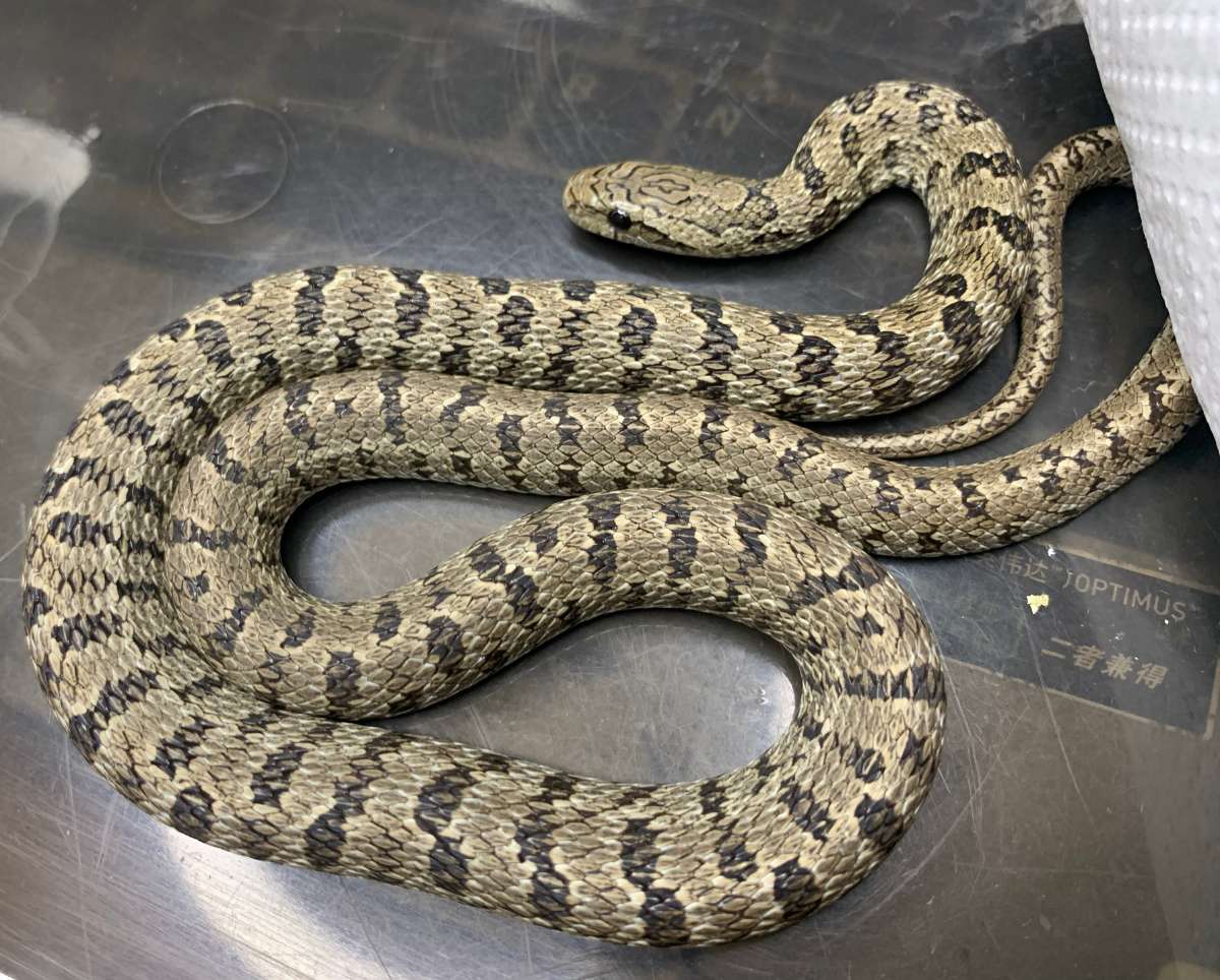 白条锦蛇吃什么