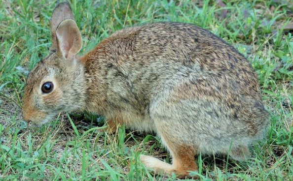 濒危的岛林兔不想了解一下吗