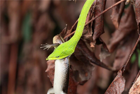 藤蛇多为白天活动,常栖息于灌木丛上,尾长,躯尾缠