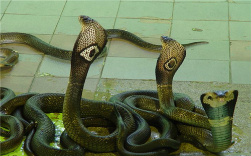 泰国眼镜蛇