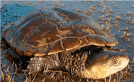 澳洲短颈龟怎么认识主人