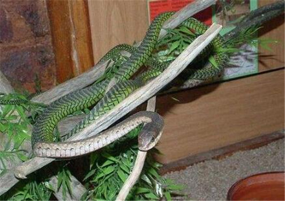 非洲树蛇是国家几级保护动物