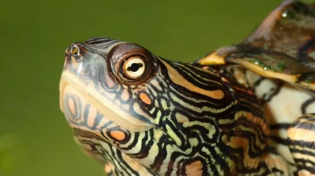 德州地图龟能活多少年
