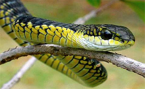 非洲树蛇