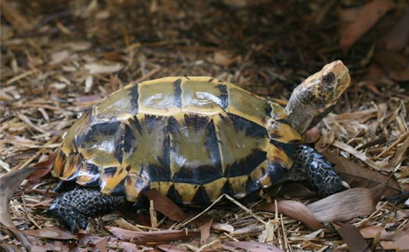 凹甲陆龟值钱吗