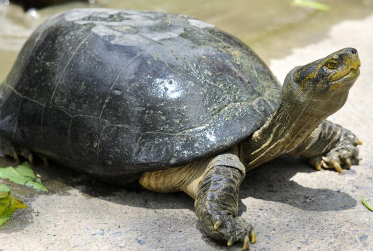 淡水碳龟冬眠吗