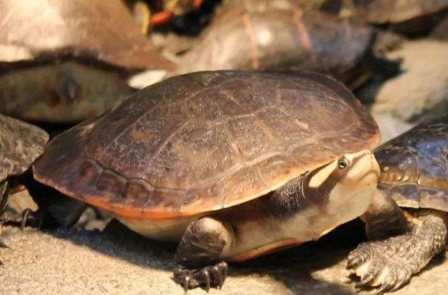 澳洲短颈龟深水养还是浅水养