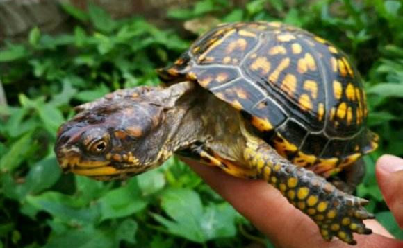 卡罗莱纳箱龟都是十分胆小的,在它们的认知里只有可