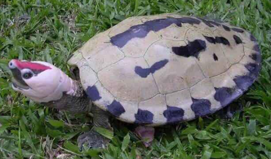 西瓜龟怎么认识主人