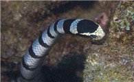 艾基特林海蛇可以家养吗