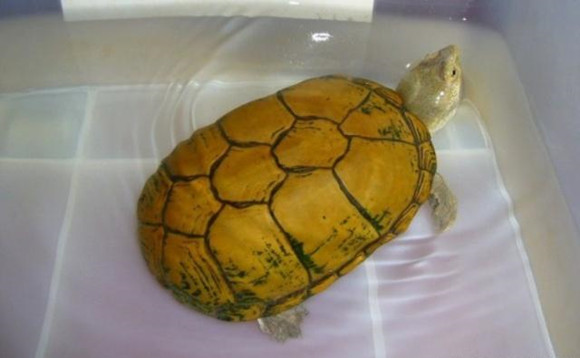 黄泥龟可以深水养吗