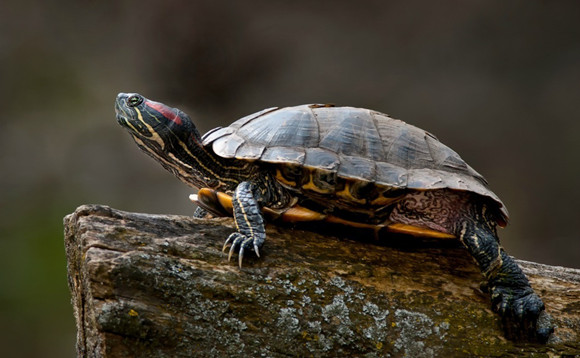 黄肚红耳龟可以深水养吗