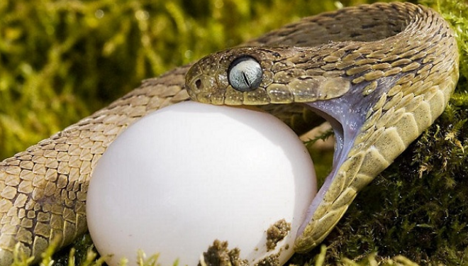 食蛋蛇可以家养吗