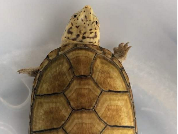 非洲棱背泥龟吃什么食物最好