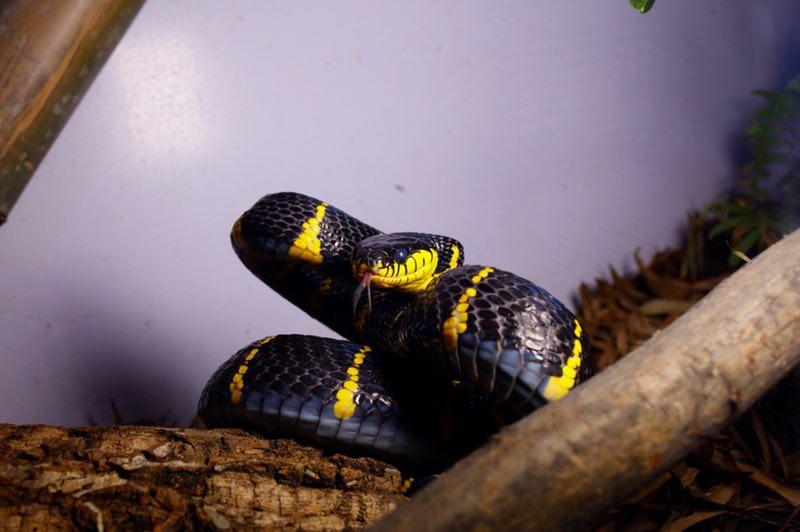 黄环林蛇有毒吗