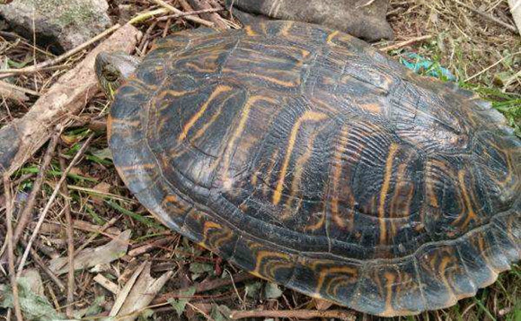 黄肚红耳龟怎么分雌雄