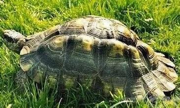 纳塔尔折背陆龟吃什么食物最好 纳塔尔折背陆龟吃什么食物最好