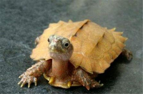 枫叶龟怎么分雌雄