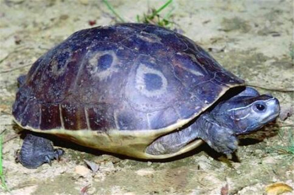 1,容器:饲养一只成体的非洲棱背泥龟时,龟缸尺寸至少在90cm长为宜